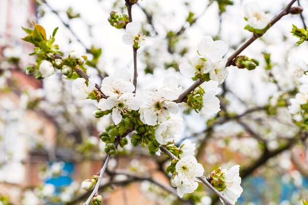 Zweige mit weißen Blüten der Schwarzkirsche