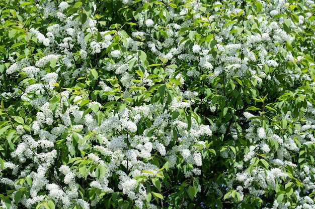 Zweige mit weißen Blüten der Vogelkirsche aus nächster Nähe