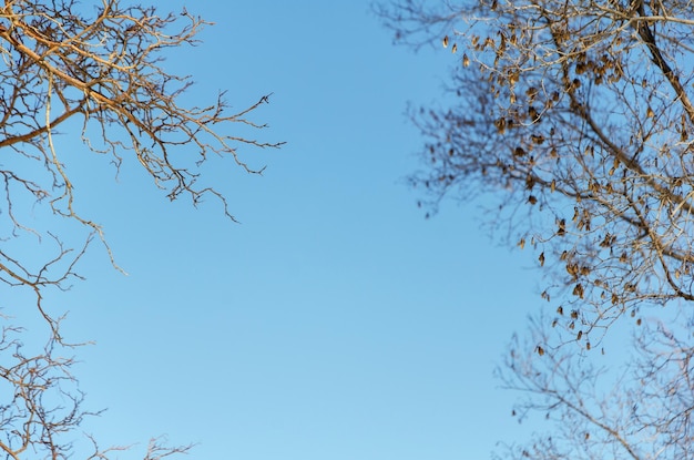 Foto zweige nackter bäume bilden einen rahmen gegen den blauen himmel