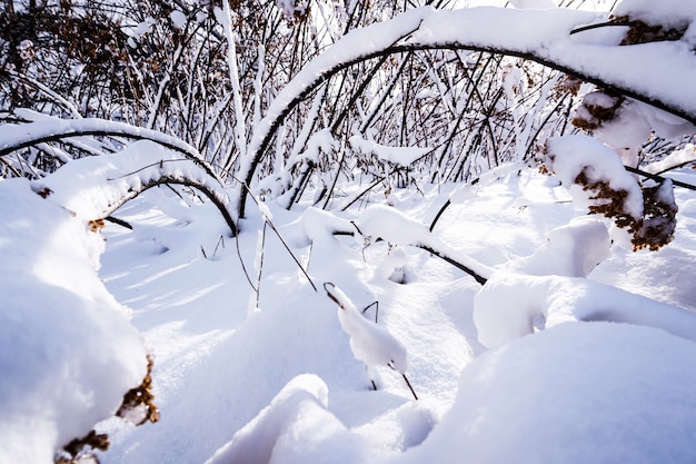 Zweige sind voller Schnee