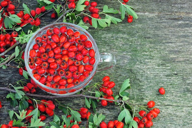 Zweige und Beeren von Weißdorn. Weißdorn-Tee.