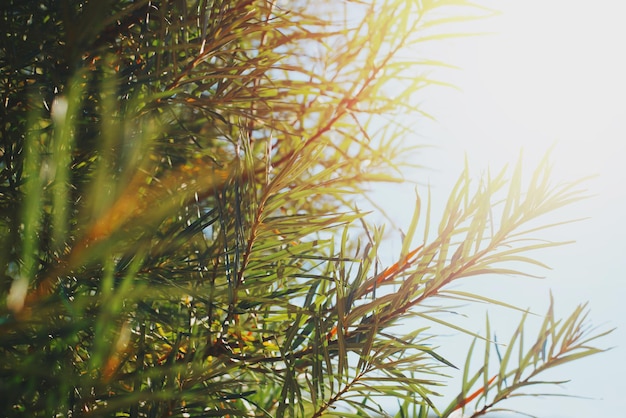 Zweige und Blätter eines Sanddornbaums an einem sonnigen Tag Nahaufnahme selektiver weicher Fokus