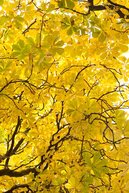 Zweige und herbstliche Blätter