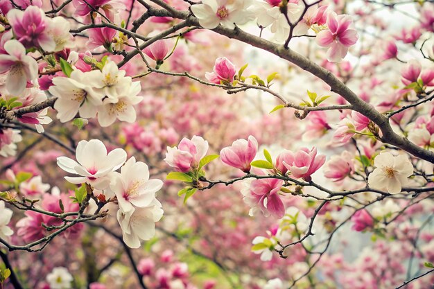 Zweige voller blühender Kirschblüten Apfelblüten Magnoliablüten