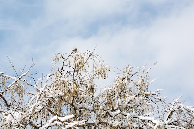 Zweige von Bäumen im Schnee