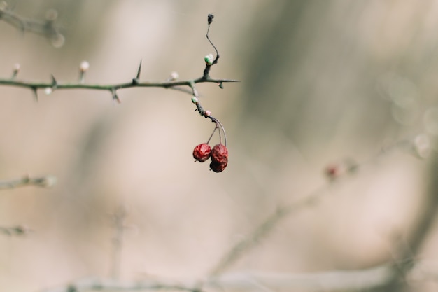 Zweige von Bäumen mit Knospen.