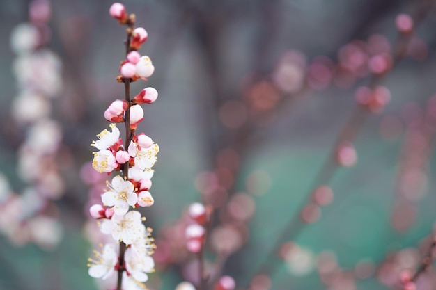 Zweige von blühenden Obstbäumen blühen im Garten im Frühling