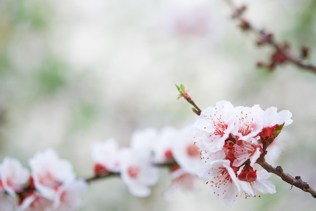 Foto zweige von blühenden obstbäumen blühen im garten im frühling