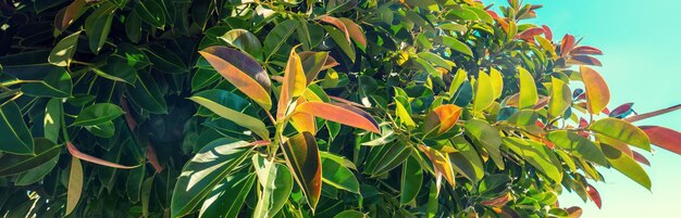 Zweige von El Robusta-Ficus-Bäumen gegen den blauen Himmel Horizontales Banner