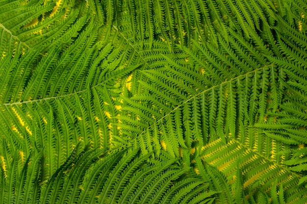 Zweige von Farn oder Palmen auf gelbem Grund. Konzept der Tropen.