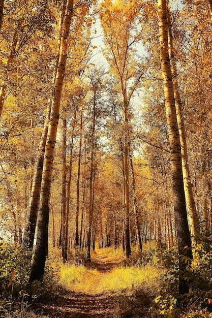 Zweige von Herbstbäumen nachschlagen / abstrakter Hintergrund, Herbstlandschaft, gelbe Blätter auf Bäumen am Himmel