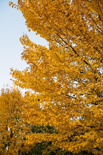 Zweige von herbstgelben Blättern im Park mit Kopierraum am blauen Himmel