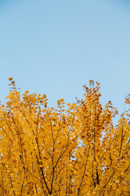 Zweige von herbstgelben Blättern im Park mit Kopierraum am blauen Himmel