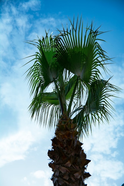 Zweige von Palmen. Sommer. Grüne Palmen auf dem Hintergrund des blauen Himmels.