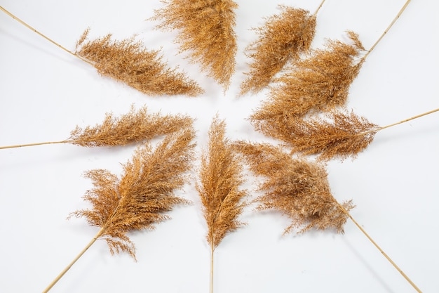 Zweige von trockenem Gras von brauner Farbe auf weißem Hintergrund. Platz für eine Inschrift. Trockenklumpen-Dekor