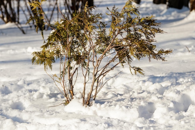 Zweige Zweige im Schnee hautnah