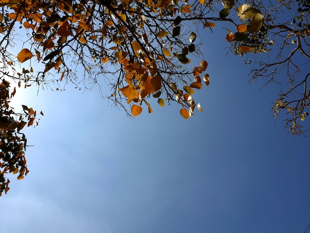 Zweiglaub des Baumes mit Sonnenlicht im Hintergrund des blauen Himmels