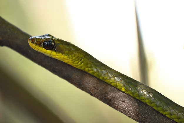 Foto zweiköpfiger sipo (chironius bicarinatus)