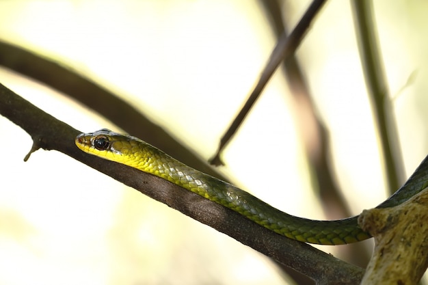 Zweiköpfiger Sipo (Chironius bicarinatus)