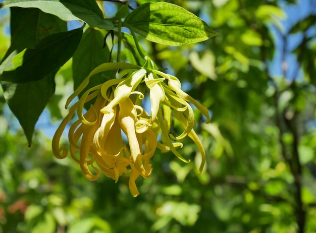 Zwerg-Ylang-Ylang-Blume mit grünen Blättern im Naturpark