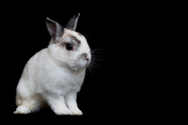 zwergartiges weißes Kaninchen der Niederlande auf dem Schwarzen lokalisiert