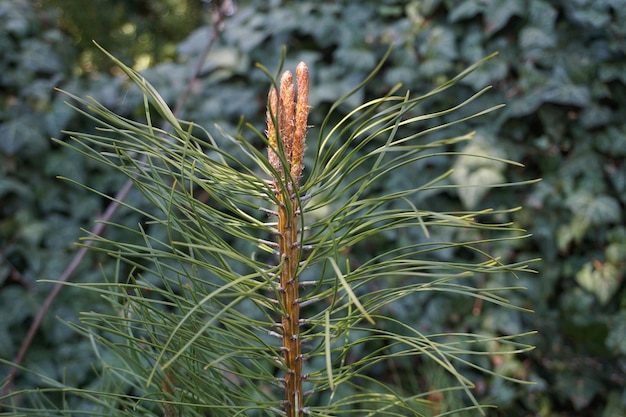 Zwergbergkiefernpflanze