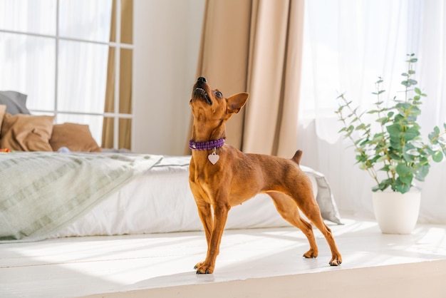 Zwergbrauner Pinscher steht vor dem Hintergrund eines Bettes und eines Fensters