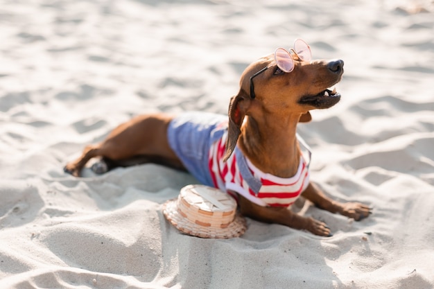 Zwergdackel in einer gestreiften Hunde-Overall-Sonnenbrille und einem Strohhut sonnt sich an einem Sandstrand