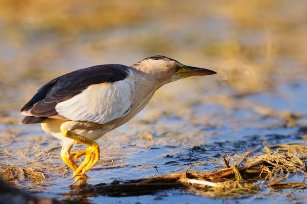 Zwergdommel (Ixobrychus minutus) steht im Wasser und sucht nach Nahrung.