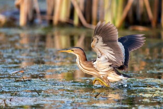 Zwergdommel (Ixobrychus minutus) steht mit ausgebreiteten Flügeln im Wasser.