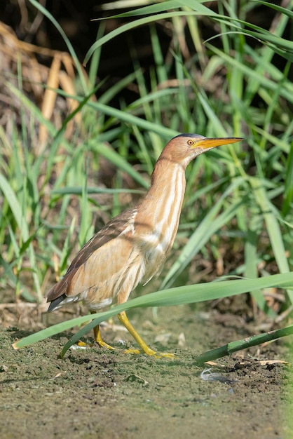 Zwergdommel oder gemeine Zwergdommel Ixobrychus Minutus Malaga Spanien