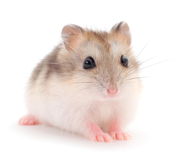 Zwerggrauer Hamster