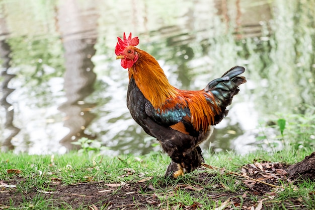 Zwerghahn Bantam auf einer Farm in der Nähe eines Teiches