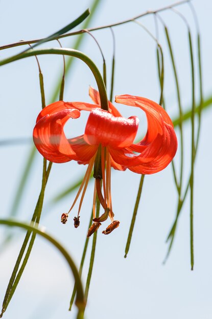 Zwerglilie, Lilium pumilum Delile