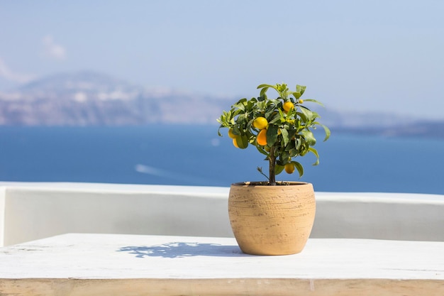 Zwergorangenbaum mit blauem Meereshintergrund, Oia, Santorini, Griechenland