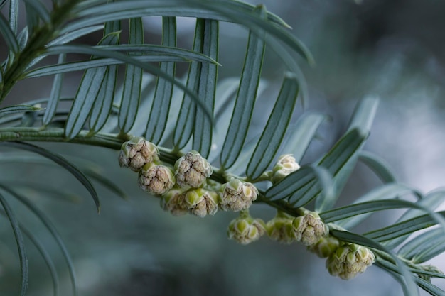 Zwergpflaume Eibe blüht lateinischer Name Cephalotaxus harringtonia varKleine Blumen auf einem Nadelbaum Frühlingsgrüner Hintergrund