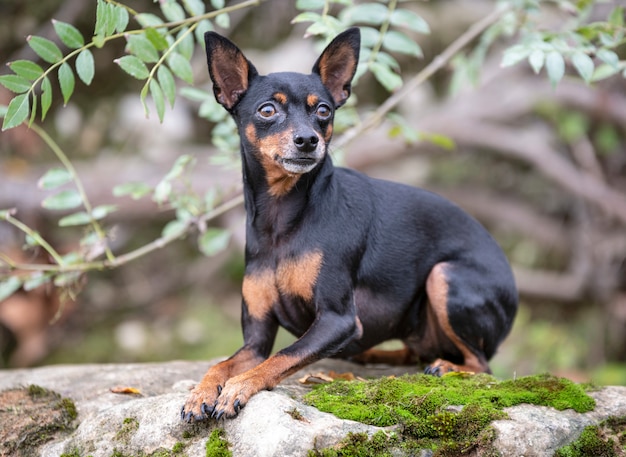 Zwergpinscher in der Natur