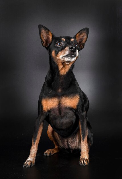 Zwergpinscher vor schwarzem Hintergrund