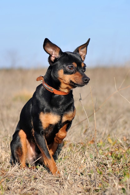 Zwergpinscher