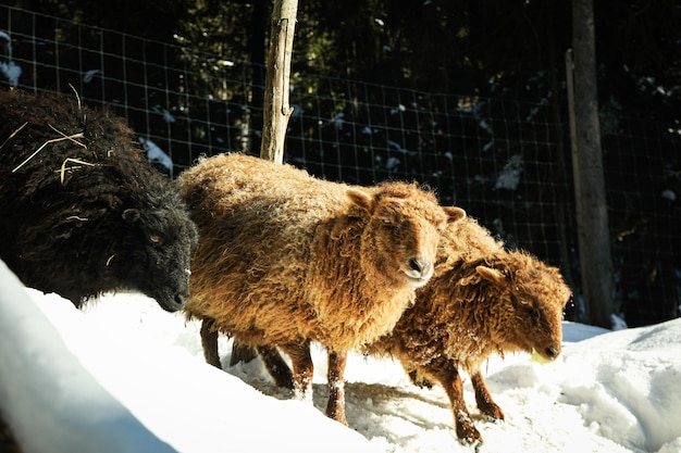 Zwergschafe im Freien in der Wintersaison an sonnigen Tagen