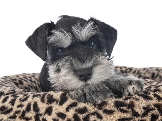Zwergschnauzer auf weiß isoliert
