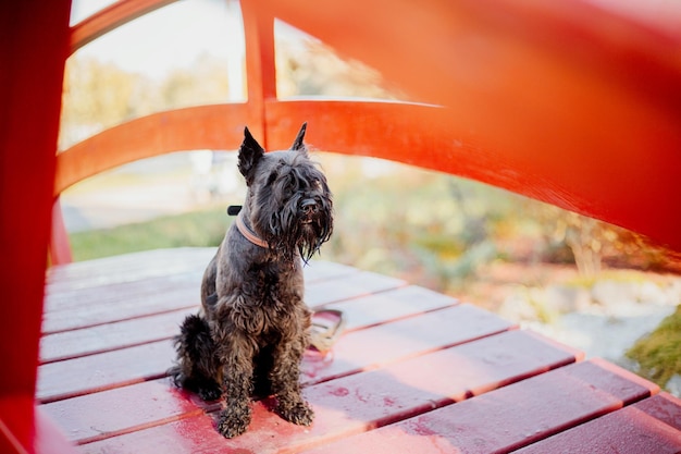 Zwergschnauzer-Hund im Herbstpark