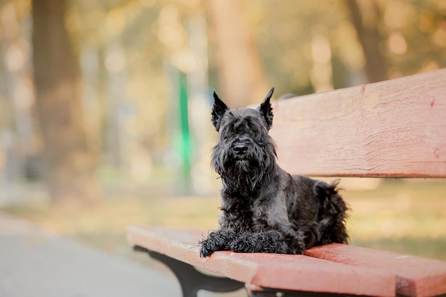 Zwergschnauzer-Hund im Herbstpark