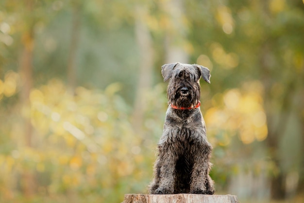 Zwergschnauzer-Hund im Herbstpark