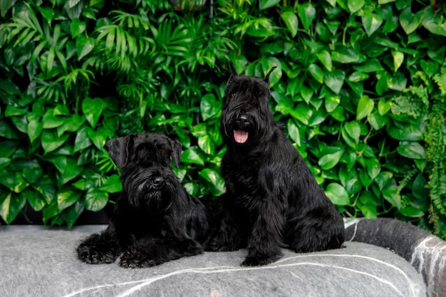 Zwergschnauzer-Hund oder Zwergschnauzer drinnen