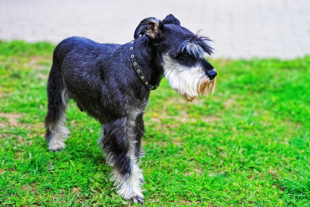 Zwergschnauzer Hund steht auf grünem Gras in Vilnius, Litauen.