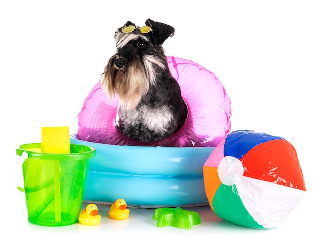 Zwergschnauzer im Studio
