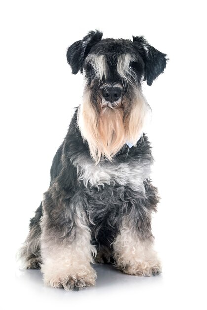 Zwergschnauzer im Studio