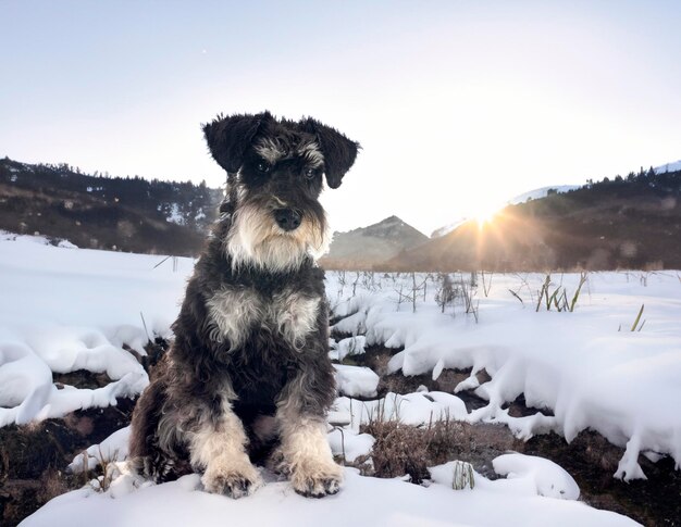 Foto zwergschnauzer vor winterlichem hintergrund