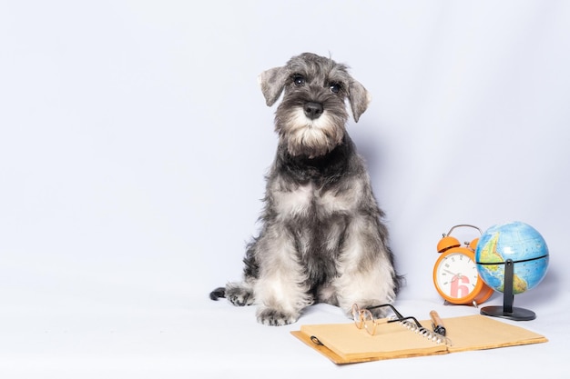 Zwergschnauzer weiße und graue Farbe sitzt neben einem Notizbuch und Stift Uhr Globus auf einem hellen Hintergrund Kopie Raum Hund Student Zurück zur Schule Hundetraining